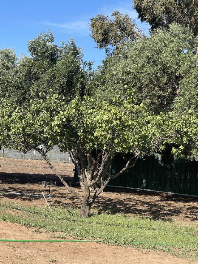 Abundance of Apricots