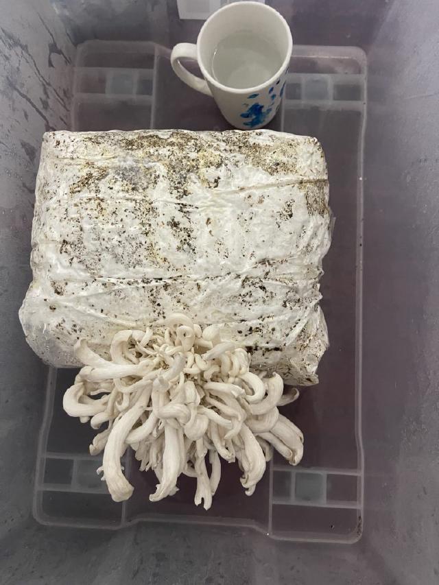 Homegrown Mushrooms: Watching the Mycelium