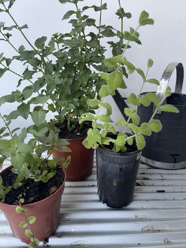 A Trio of Mints: Apple, Chocolate, and Basil